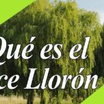 Sauce llorón frondoso en paisaje abierto con ramas colgantes y aspecto ornamental — Guía completa para plantar saúcos llorones enanos y darle un toque mágico a tu jardín #Jardinería #PlantasDecorativas