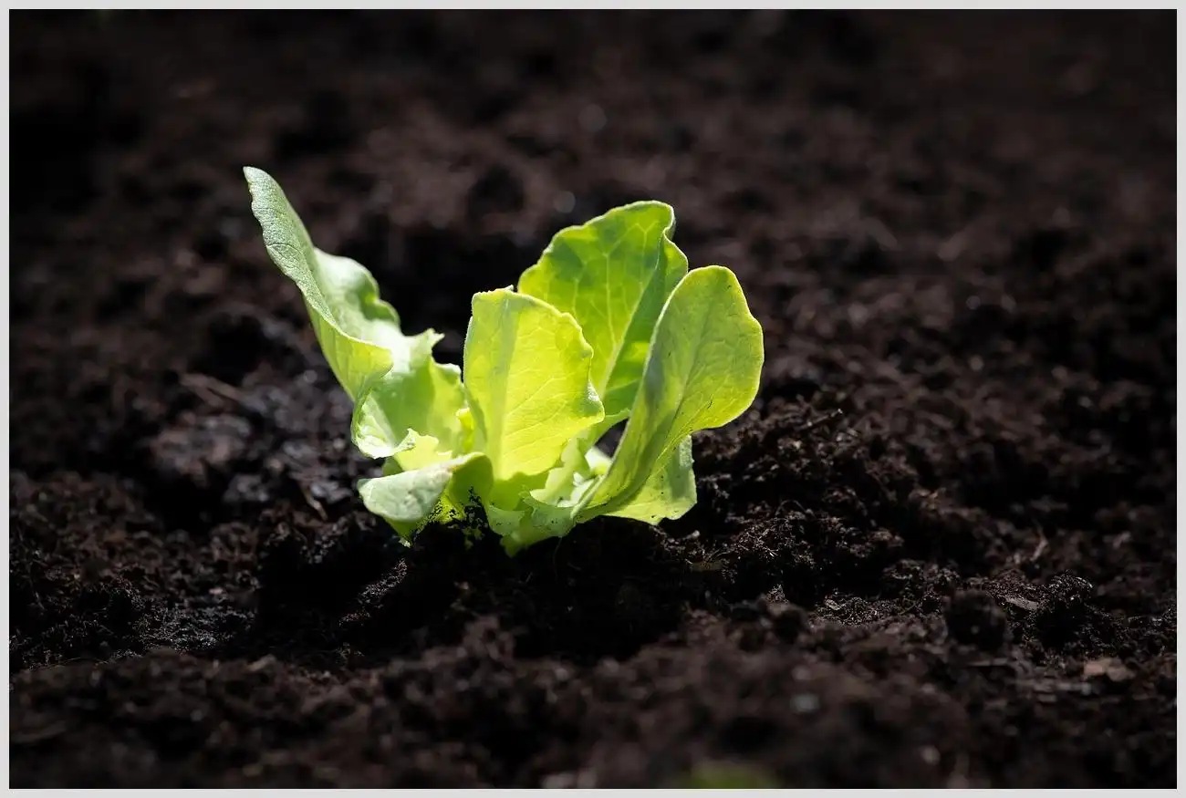 Que se puede plantar en un huerto pequeño