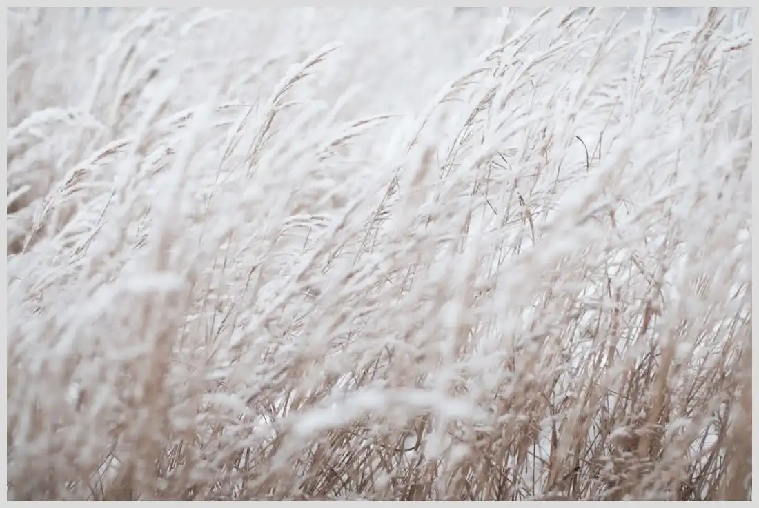 Qué se puede plantar en invierno en invernadero y sus resultados Que se puede plantar en invierno en invernadero