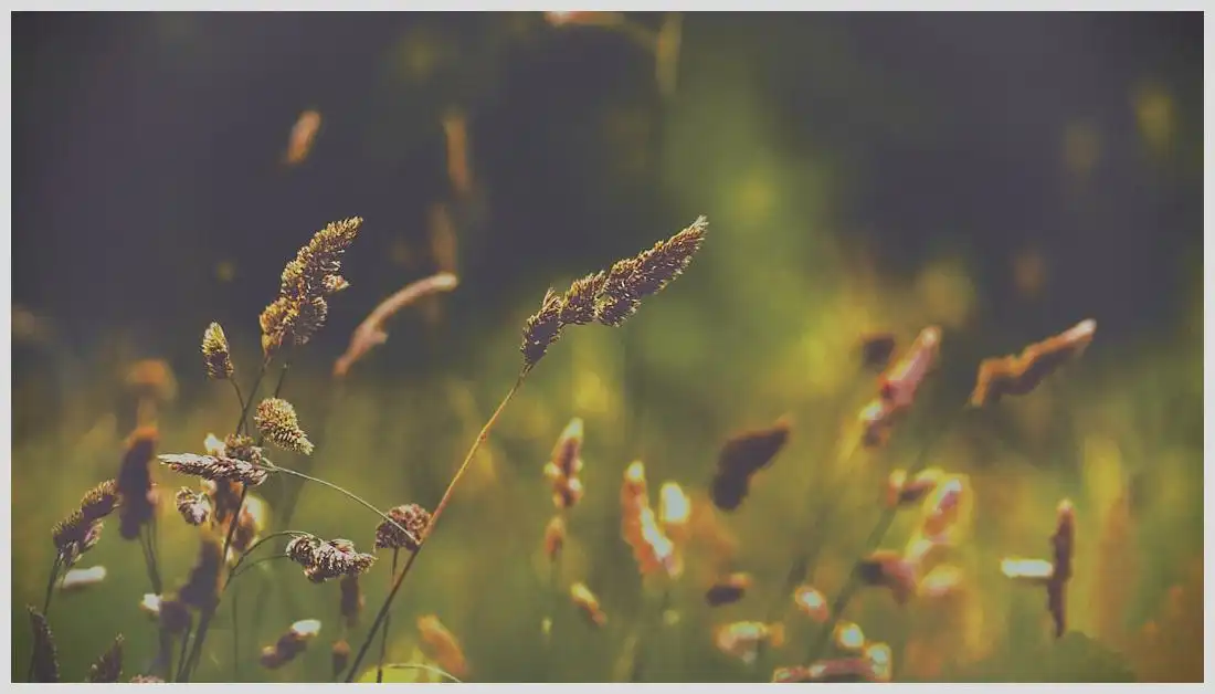 Que se puede plantar en junio y julio