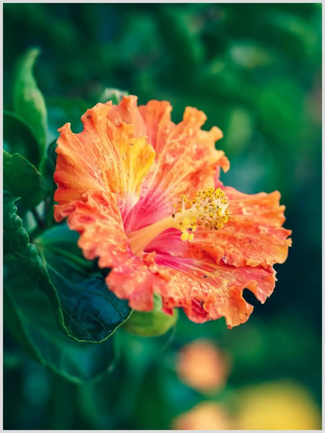 Que se puede plantar en primavera en uruguay