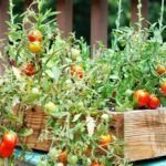 Secretos del huerto: distancia ideal para plantar tomates