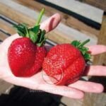 Secretos para cosechar fresas grandes y dulces en casa
