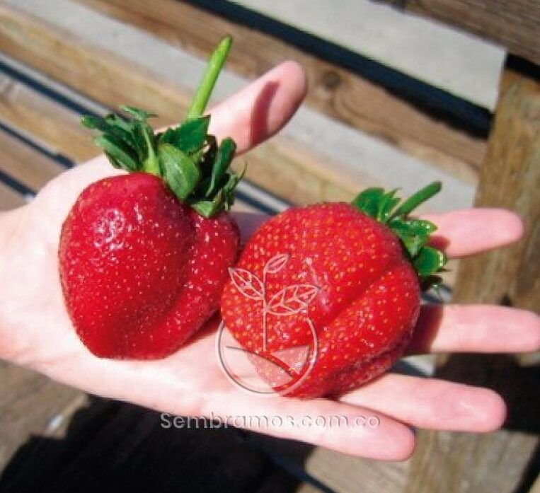secretos para cosechar fresas grandes y dulces en casa