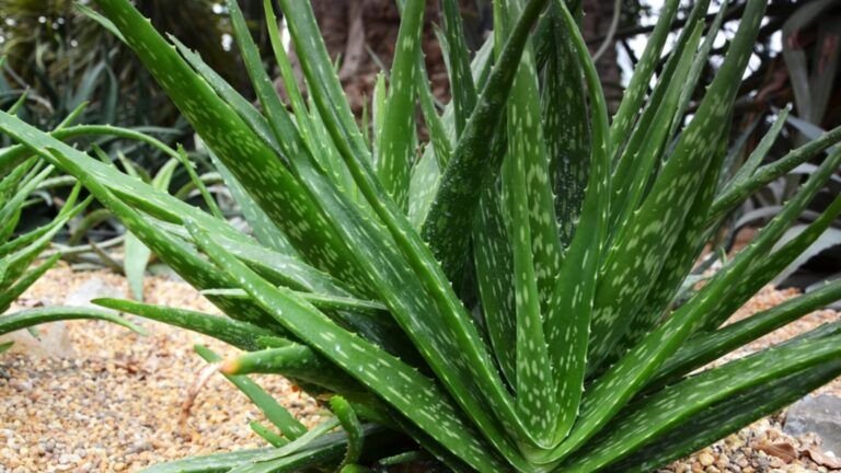 secretos para cultivar rosas en aloe vera de forma efectiva