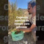 ¡Secretos para plantar romero silvestre con éxito!