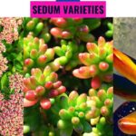 Secretos para plantar Sedums Kamtschaticum con éxito: variedades de sedum con flores rosadas y hojas carnosas en tonos verdes y rojizos.