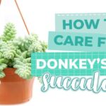 Guía completa para plantar Sedums Morganianum con éxito en maceta colgante que muestra la suculenta cola de burro y sus hojas carnosas.