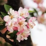 Sembrando belleza: flores ideales para plantar en febrero y marzo