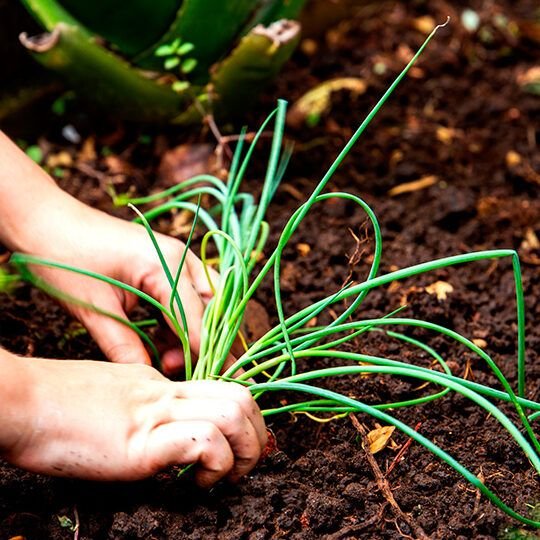 sembrando en primavera descubre que plantas puedes cultivar