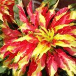 Sembrando la Navidad: ¿Cuándo plantar semillas de flor de pascua?