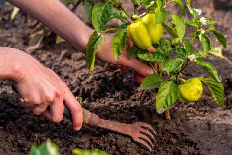 sembrando primavera en galicia descubre que plantar ahora
