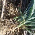 Sembrando salud en otoño-invierno: verduras de temporada