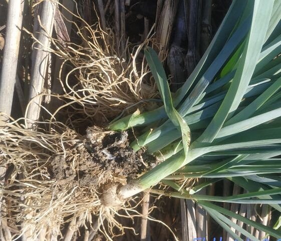 sembrando salud en otono invierno verduras de temporada