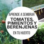 Sembrando tomates: el mejor momento para plantarlos