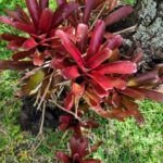 Sembrar bromelias en tierra: todo lo que necesitas saber