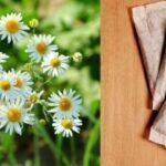 Sembrar manzanilla fácilmente con saquitos de té