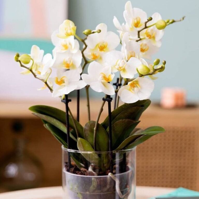 sembrar orquideas consejos para cultivar en tierra