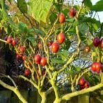 Sembrar semillas de tomate de árbol: guía completa