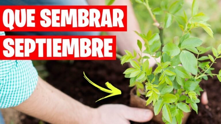 sembrar septiembre