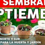 Siembra en Septiembre: Cultivos Esenciales para Tu Huerto con semilleros en macetas biodegradables y pequeñas plántulas listas para trasplantar.