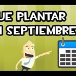 Plantas de temporada: descubre qué sembrar en septiembre con calendario y guía visual