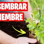 Plantas ideales para sembrar en septiembre: guía completa y consejos, manos plantando un plantón en tierra rica