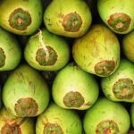Planta tu propio coco en casa: Guía fácil para cultivar un cocotero
