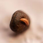 Semilla de Bonsái: Cómo Cultivar tu Propio Árbol en Miniatura