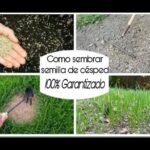 semillas cesped