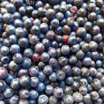 ¡Descubre todo sobre las semillas de arándano azul!