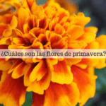 Semillas de flores: ¡siembra la primavera en marzo!