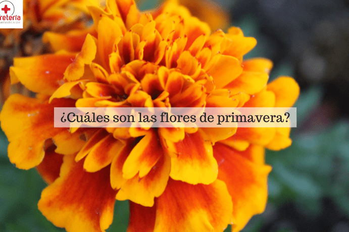 semillas de flores siembra la primavera en marzo