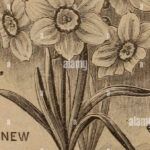 Semillas de plantas de temporada: consejos para una siembra exitosa