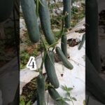 Descubre las sorprendentes etapas de crecimiento del pepino y cuánto tiempo tardan en crecer realmente