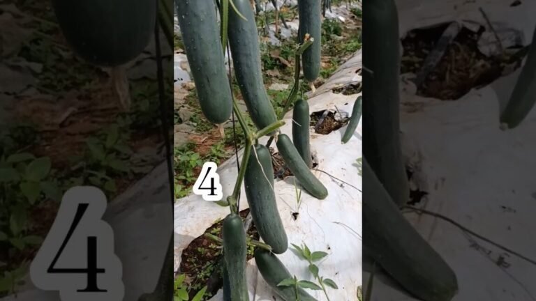 Descubre las sorprendentes etapas de crecimiento del pepino y cuánto tiempo tardan en crecer realmente
