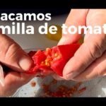 Descubre el secreto para conservar tus semillas de tomate y disfrutar de una cosecha increíble el próximo año