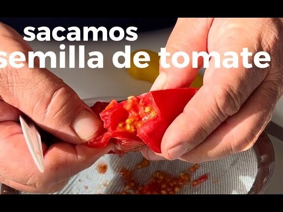 Descubre el secreto para conservar tus semillas de tomate y disfrutar de una cosecha increíble el próximo año