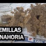 Guía completa: Cómo plantar zanahorias en casa fácilmente mostrando semillas de zanahoria secas y un frasco sobre una mesa con papel debajo.