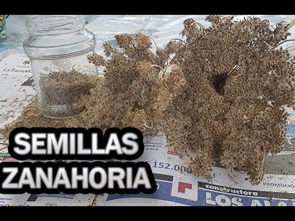 Guía completa: Cómo plantar zanahorias en casa fácilmente