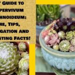 Guía completa para plantar Sempervivums Arachnoideum con éxito en una maceta esmaltada con crasas variadas y rosetas compactas.