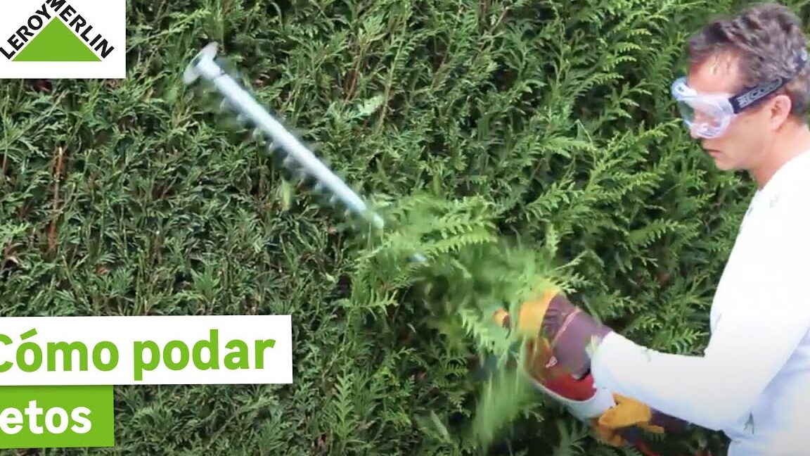 Descubre SETOS ALTOS - Transforma tu JARDÍN YA