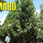 shumard oak