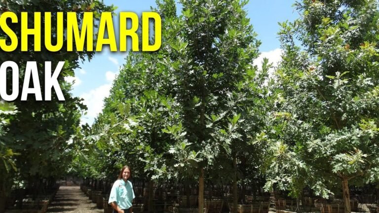 shumard oak