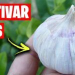 Siembra ajos con éxito: aprende cuándo plantar según la luna