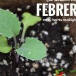 Siembra ajos en casa fácilmente: ¡Disfruta su sabor todo el año!