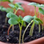 Siembra apio en tu hogar: aprende a sembrar semillas en maceta