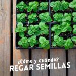 Siembra aromas en tu hogar: aprende a plantar semillas de hierbas