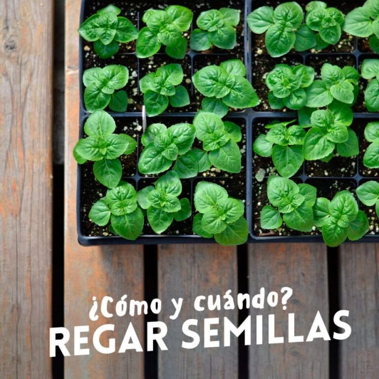 siembra aromas en tu hogar aprende a plantar semillas de hierbas