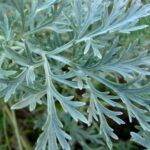 Siembra artemisa annua: una guía completa